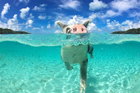 pigs in nassau|How To Swim With Pigs in The Bahamas (Pig Beach)